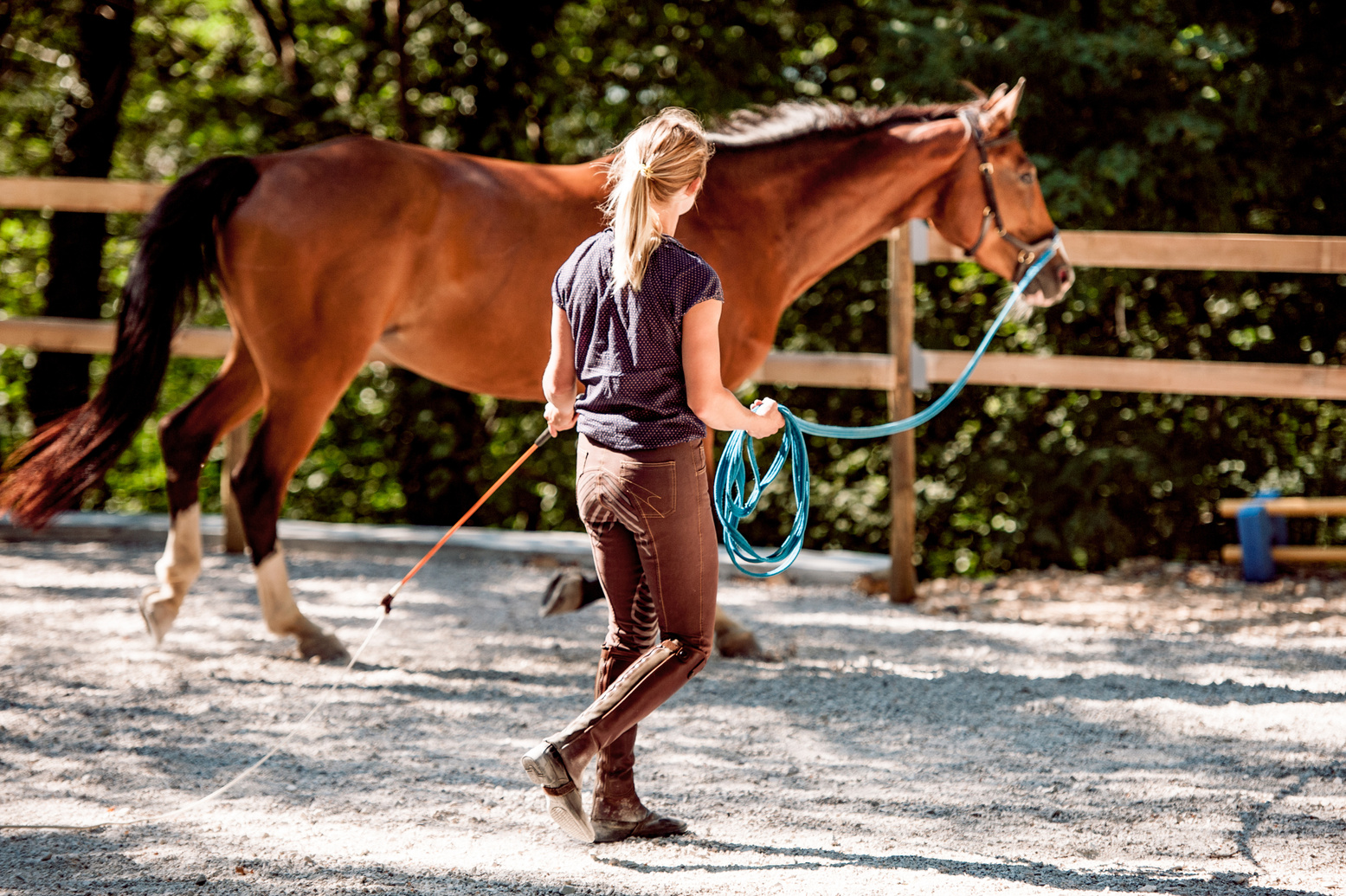 Young Woman Lunge a Horse